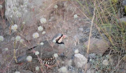 Başkan Büyükkılıç’tan doğaya destek: Yüzlerce keklik doğayla buluştu