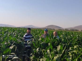 Başkan Hikmet Koyak: "Dondan Zarar Gören Mısırlarımızı Kurtarmayı Başardık"
