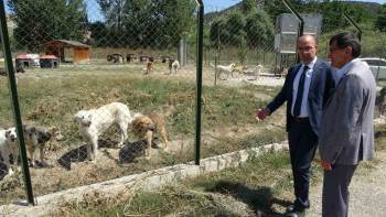 Başkan Kahveci: "Kütahya Belediyesi Hayvanların Yaşatılması Yönünde Gayret Gösterecektir"
