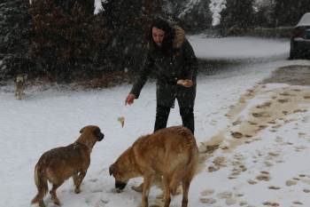 Başkan Tekin Sokak Hayvanlarını Unutmadı
