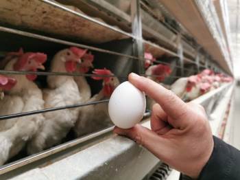 Başmakçı’Da Gözler Irak Pazarının Açılmasında
