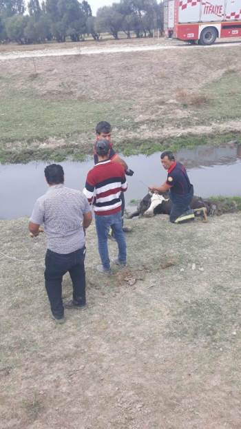 Bataklığa Saplanan İnekler Kurtarıldı
