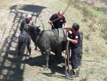 Bataklıkta "inek kurtarma" operasyonu!