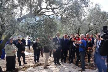 Bayırköy’De Zeytin Hasadı Başladı
