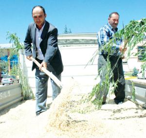 İlk buğday görücüye çıktı