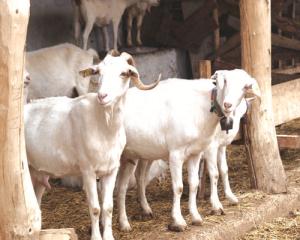 Beyaz Irk Keçiye Orköy'den Destek