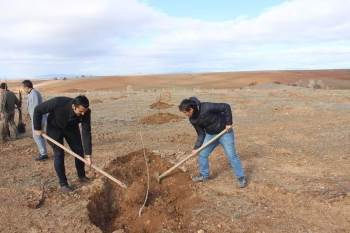 Beldeye Kurulan Meyve Bahçesine Ceviz Ağacı Diktiler
