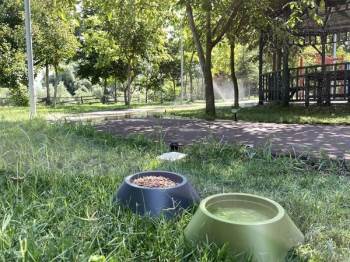 Belediye Bu Sıcaklarda Can Dostları İçin Bir Kap Mama Ve Bir Kap Su Koyuyor
