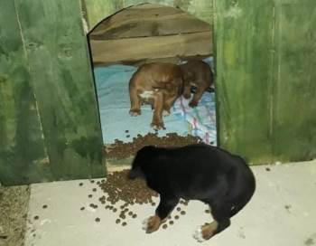 Belediye Ekipleri 4 Köpeği Donmak Üzereyken Kurtardı
