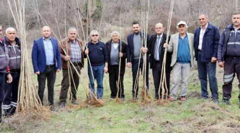 Belediyeden 700 fidan