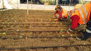 Belediyeden İhtiyaç Sahiplerine Marul Desteği
