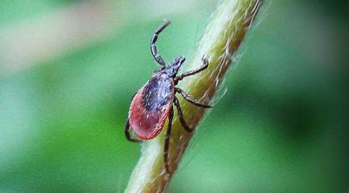 Belediyeden önemli duyuru: Eskişehir'deki kene ve haşereler için...
