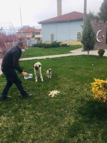 Belediyeden Sokak Hayvanlarına Yiyecek
