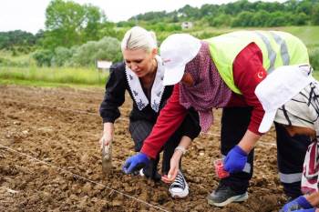 Belediyeye Ait Verimli Tarım Arazilerine Kabak Tohumu Ekildi
