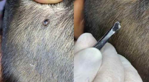 Berbere gitti, hayatı kurtuldu!