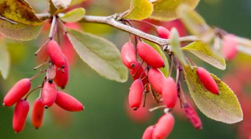 Berberis Vulgaris Karaciğere Zarar Verir mi? 