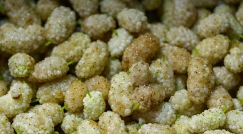 Beyaz Dutun Bilinmeyen Faydaları