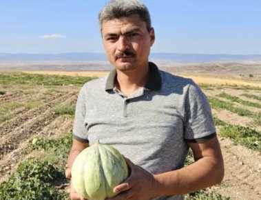 Beylikova'nın ünlü "Halilbağı Mühürlü Kavunu" üreticinin yüzünü güldürdü