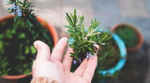 Biberiye Çayı Östrojen Seviyelerini Artırır mı? Bilimsel Veriler Işığında Kapsamlı Bir İnceleme