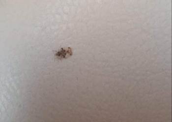 Bilecik, ‘Armut Kaplanı’ Böceği İstilasına Uğradı
