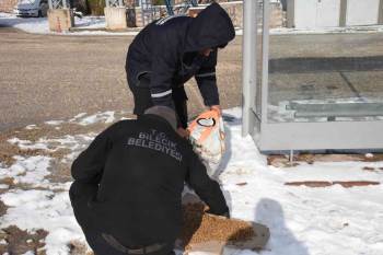 Bilecik Belediyesi’Nden Sokak Hayvanları İçin Örnek Davranış
