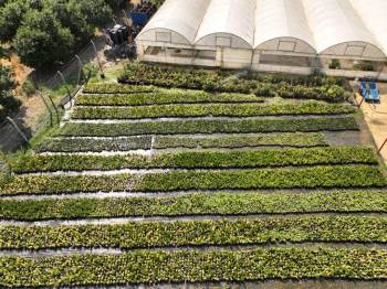 Bilecik Belediyesi Sera Alanı’Nda Bitki Üretimine Devam Ediyor
