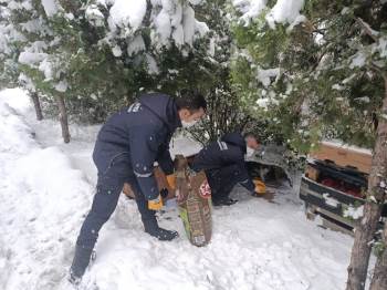 Bilecik Belediyesi Sokak Hayvanlarını Yalnız Bırakmıyor

