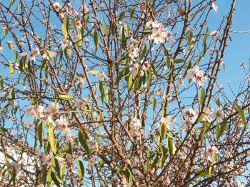 Bilecik’E Kar Düşmeden Bademler Çiçek Açtı
