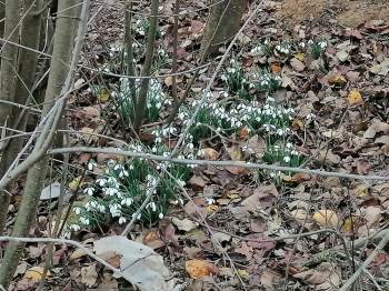 Bilecik’E Kış Gelmeden Kardelen Çiçekleri Açtı
