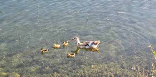 Bilecik Gölpark’ta sevimli görüntüler! Ördek yavruları yeniden ortaya çıktı