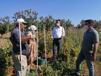 Bilecik İl Tarım Ve Orman Müdürü Yoldaş, Üretime Devam Eden Çiftçileri Ziyaret Etti
