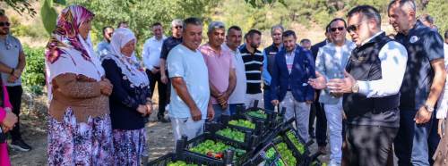 Bilecik’in coğrafi işaretli kamber biberi tarladan sofraya