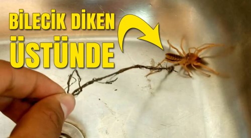 Bilecik'in korkulu rüyası oldu!