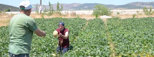 Bilecik'in meşhur kavununda hasat heyecanı başladı