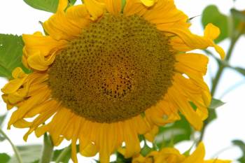 Bilecik’İn Pazaryeri’Nde Ayçiçeklerin Görsel Şöleni
