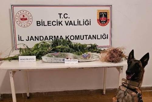 Bilecik Söğüt'te yasadışı kenevir ekimi: 347 gram esrar ele geçirildi