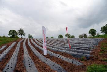 Bilecik Tam Bir Çilek Merkezi Olacak
