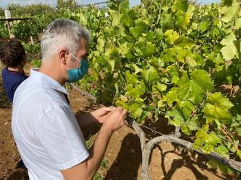 Bilecik’Te ’Armut Kaplanı’ Böceği Kontrolü Yapıldı
