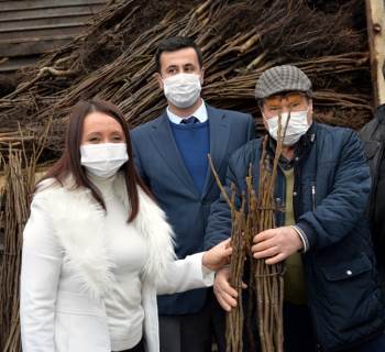 Bilecik’Te 110 Bin Ceviz Fidanı Toprakla Buluşacak
