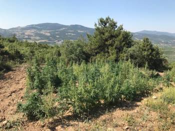 Bilecik’Te 336 Kök Hint Keneviri Ele Geçirildi
