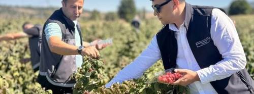 Bilecik'te 4 yılda ikiye katladı: Kırmızı hasat başladı!