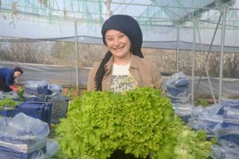 Bilecik’Te 45 Milyon Adet Marul Hasadı Yapılıyor
