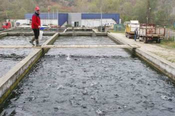 Bilecik’Te 52 Yıl Önce Kurulan Tesiste Yılda Bin Ton Alabalık Üretiliyor

