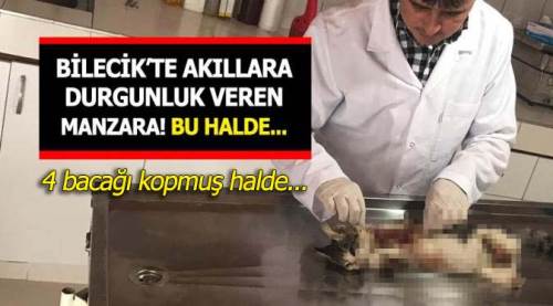 Bilecik'te akıllara durgunluk veren manzara!