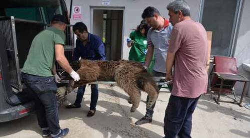 Bilecik'te aracın çarptığı ayı tedavi altına alındı