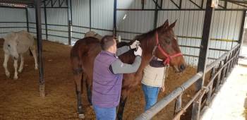Bilecik’Te Atlara Çip Takılarak, Büyükbaş Hayvanlarda Şap Aşılaması Yapıldı
