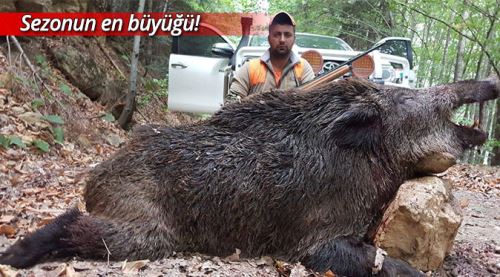Bilecik'te avcılar vurdu