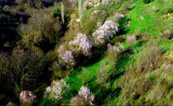 Bilecik’Te Badem Ağaçları Çiçek Açtı
