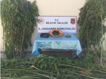 Bilecik’Te Bahçesine 602 Kök Kenevir Eken Şahıslar Yakalandı
