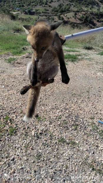 Bilecik’Te Beslenerek Büyütülen Yavru Tilki Doğal Ortamına Salındı
